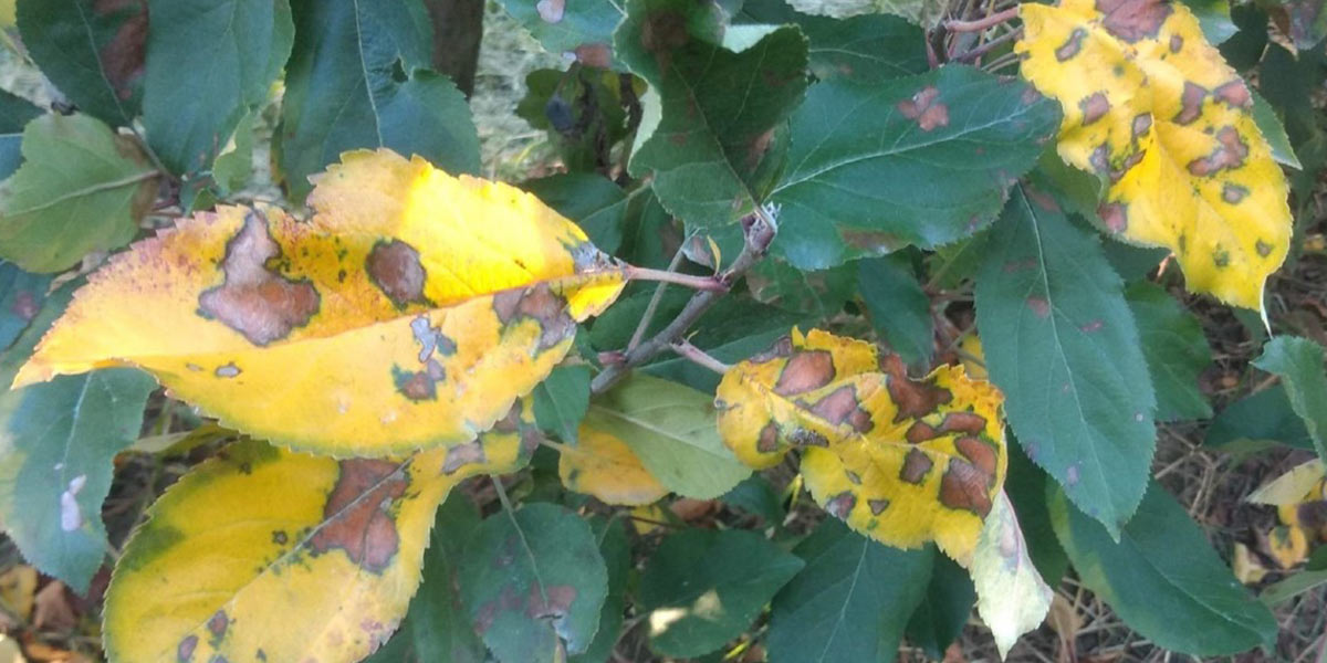 Emergenza Glomerella: la minaccia c’è, ma anche la soluzione